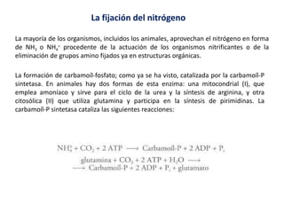 La fijación del nitrógeno
La mayoría de los organismos, incluidos los animales, aprovechan el nitrógeno en forma
de NH3 o NH4
+ procedente de la actuación de los organismos nitrificantes o de la
eliminación de grupos amino fijados ya en estructuras orgánicas.
La formación de carbamoíl-fosfato; como ya se ha visto, catalizada por la carbamoíl-P
sintetasa. En animales hay dos formas de esta enzima: una mitocondrial (I), que
emplea amoníaco y sirve para el ciclo de la urea y la síntesis de arginina, y otra
citosólica (II) que utiliza glutamina y participa en la síntesis de pirimidinas. La
carbamoíl-P sintetasa cataliza las siguientes reacciones:
 