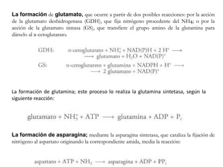 La formación de glutamato, que ocurre a partir de dos posibles reacciones: por la acción
de la glutamato deshidrogenasa (GDH), que fija nitrógeno procedente del NH4; o por la
acción de la glutamato sintasa (GS), que transfiere el grupo amino de la glutamina para
dárselo al α-cetoglutarato.
La formación de glutamina; este proceso lo realiza la glutamina sintetasa, según la
siguiente reacción:
La formación de asparagina; mediante la asparagina sintetasa, que cataliza la fijación de
nitrógeno al aspartato originando la correspondiente amida, media la reacción:
 