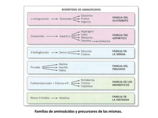 Familias de aminoácidos y precursores de las mismas.
 