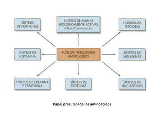 Papel precursor de los aminoácidos
 