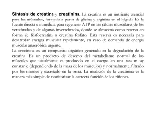 Síntesis de creatina y creatinina. La creatina es un nutriente esencial
para los músculos, formado a partir de glicina y arginina en el hígado. Es la
fuente directa e inmediata para regenerar ATP en las células musculares de los
vertebrados y de algunos invertebrados, donde se almacena como reserva en
forma de fosfocreatina o creatina fosfato. Esta reserva es necesaria para
desarrollar energía muscular rápidamente, en caso de demanda de energía
muscular anaeróbica urgente.
La creatinina es un compuesto orgánico generado en la degradación de la
creatina. Es un producto de desecho del metabolismo normal de los
músculos que usualmente es producido en el cuerpo en una tasa m uy
constante (dependiendo de la masa de los músculos) y, normalmente, filtrado
por los riñones y excretado en la orina. La medición de la creatinina es la
manera más simple de monitorizar la correcta función de los riñones.
 