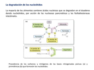 La degradación de los nucleótidos
La mayoría de los alimentos contiene ácidos nucleicos que se degradan en el duodeno
dando nucleótidos, por acción de las nucleasas pancreáticas y las fosfodiesterasas
intestinales.
Procedencia de los carbonos y nitrógenos de las bases nitrogenadas púricas (a) y
pirimidínicas (b) que formarán los nucleótidos.
 