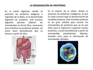 LA DEGRADACIÓN DE PROTEÍNAS
En el tracto digestivo, donde se
procesan las proteínas exógenas o
ingeridas de la dieta; es la denominada
digestión de proteínas. Este proceso
digestivo permite obtener los
aminoácidos en forma libre, necesarios
para sintetizar las proteínas propias, así
como otras biomoléculas que se
forman a partir de ellos.
En el interior de la célula, donde se
procesan las proteínas endógenas, lo que
se suele conocer bajo la denominación de
recambio proteico. Este recambio proteico
es de gran utilidad para reciclar los
aminoácidos de proteínas que ya no son
útiles para el organismo y generar nuevas
proteínas, u otras biomoléculas a partir de
aminoácidos preexistentes. Además,
también sirve para la eliminación de
aminoácidos dañados.
 