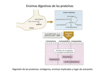 Enzimas digestivas de las proteínas
Digestión de las proteínas: zimógenos, enzimas implicadas y lugar de actuación.
 