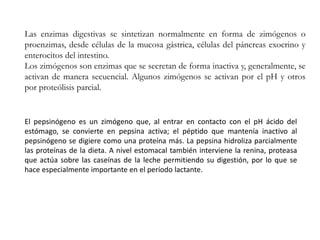 Las enzimas digestivas se sintetizan normalmente en forma de zimógenos o
proenzimas, desde células de la mucosa gástrica, células del páncreas exocrino y
enterocitos del intestino.
Los zimógenos son enzimas que se secretan de forma inactiva y, generalmente, se
activan de manera secuencial. Algunos zimógenos se activan por el pH y otros
por proteólisis parcial.
El pepsinógeno es un zimógeno que, al entrar en contacto con el pH ácido del
estómago, se convierte en pepsina activa; el péptido que mantenía inactivo al
pepsinógeno se digiere como una proteína más. La pepsina hidroliza parcialmente
las proteínas de la dieta. A nivel estomacal también interviene la renina, proteasa
que actúa sobre las caseínas de la leche permitiendo su digestión, por lo que se
hace especialmente importante en el período lactante.
 