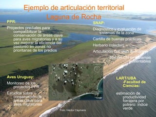 Ejemplo de articulación territorial
Laguna de Rocha
Foto: Héctor Caymaris
SNAP:
Diagnostico y evaluación de
sistemas de la zona
Cartilla de buenas prácticas
Herbario colectivo
Articulación con plan de manejo
Rol del CN en sistemas
sustentables
LART/UBA
-Facultad de
Ciencias:
estimación de
productividad
forrajera por
potrero: índice
verde
Aves Uruguay:
Monitoreo de los
proyectos PPR
Estudios sobre
conservación de
áreas clave para
aves migratorias
PPR:
Proyectos prediales para
compatibilizar la
conservación de áreas clave
para aves migratorias y a su
vez mejorar la eficiencia del
pastoreo en zonas no
prioritarias de los predios
 
