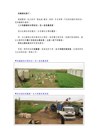 胡蘿蔔成熟了胡蘿蔔成熟了胡蘿蔔成熟了胡蘿蔔成熟了。
搭遊覽車，沿大西洋「傑迪達-薩菲」車程，冬末季節，可見到的農作物採收，
是胡蘿蔔和蕃茄。
尤其胡蘿蔔的田間採收，是一道美麗風景胡蘿蔔的田間採收，是一道美麗風景胡蘿蔔的田間採收，是一道美麗風景胡蘿蔔的田間採收，是一道美麗風景。
想必在摩洛哥的農村，亦有類似台灣的契作契作契作契作。
即，由大盤商出面和農民訂立契約，談妥雙方條件後，待農作物成熟時，就
由大盤商找來數十位採收大隊成員，大家一起下田採收。數十位採收大隊成員，大家一起下田採收。數十位採收大隊成員，大家一起下田採收。數十位採收大隊成員，大家一起下田採收。
採收大隊成員採收大隊成員採收大隊成員採收大隊成員通常是當地農民。
然後，將所採收的胡蘿蔔胡蘿蔔胡蘿蔔胡蘿蔔，直接送到卡車，由卡車載到集貨場由卡車載到集貨場由卡車載到集貨場由卡車載到集貨場，在集貨車的
大水池清洗後，裝箱上市。
▼胡蘿蔔的田間採收，是一道美麗風景
▼採收後的胡蘿蔔，由卡車載到集貨場
 