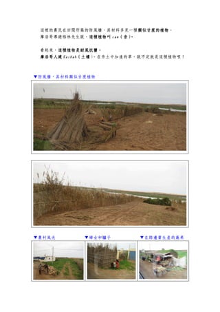 這裡的農民在田間所築的防風牆，其材料多見一種類似甘蔗的植物類似甘蔗的植物類似甘蔗的植物類似甘蔗的植物。
摩洛哥導遊格林先生說，這種植物叫這種植物叫這種植物叫這種植物叫 cancancancan（音）。（音）。（音）。（音）。
看起來，這種植物是耐風抗鹽這種植物是耐風抗鹽這種植物是耐風抗鹽這種植物是耐風抗鹽。。。。
摩洛摩洛摩洛摩洛哥人建哥人建哥人建哥人建 KKKKasbahasbahasbahasbah（土樓（土樓（土樓（土樓），在夯土中加進的草，說不定就是這種植物哩！
▼防風牆，其材料類似甘蔗植物
▼農村風光 ▼婦女和驢子 ▼在路邊賣生產的蔬果
 