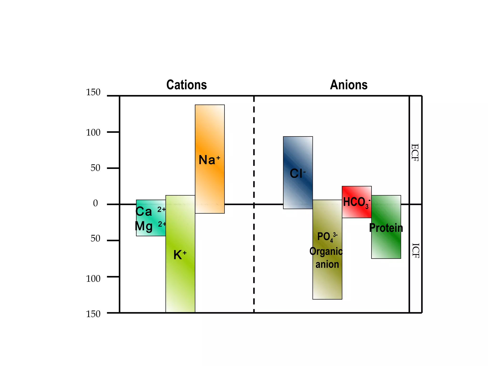 Ca 2+
Mg 2+
K+
Na+
Cl-
PO4
3-
Organic
anion
HCO3
-
Protein
0
50
50
100
150
100
150
Cations Anions
ECFICF
 