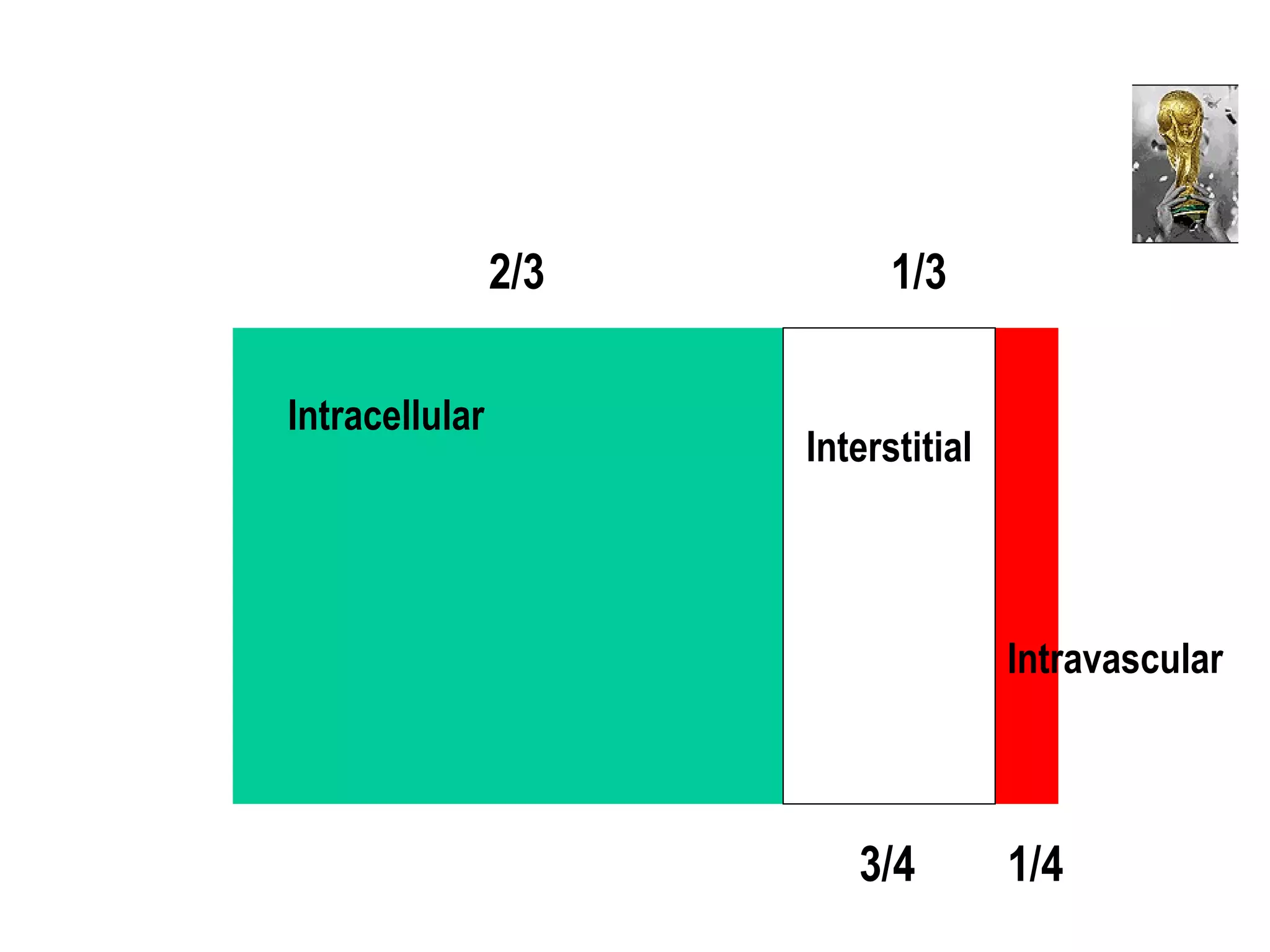 Intracellular
Interstitial
Intravascular
2/3 1/3
3/4 1/4
 
