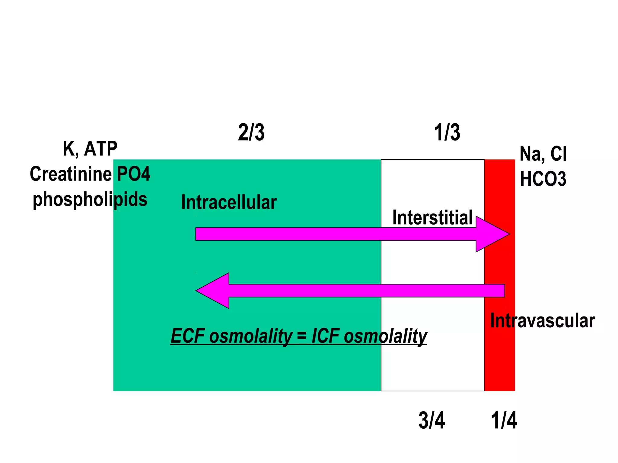 Intracellular
Interstitial
Intravascular
2/3 1/3
3/4 1/4
ECF osmolality = ICF osmolality
K, ATP
Creatinine PO4
phospholipids
Na, Cl
HCO3
 