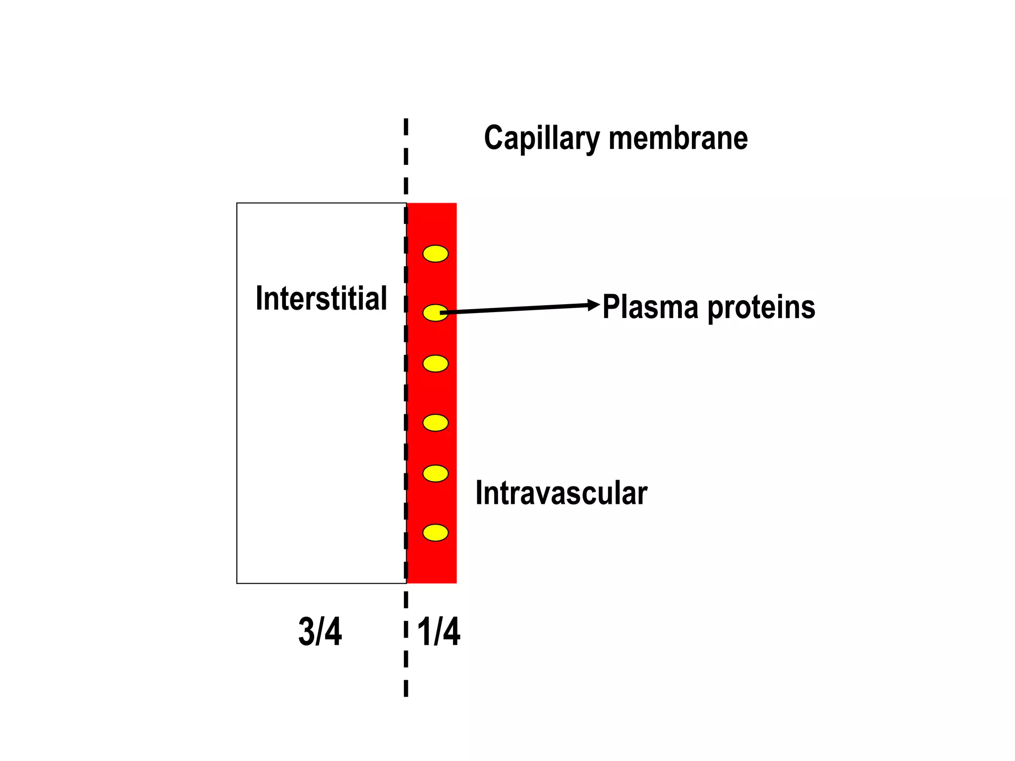 Intravascular
Interstitial
3/4 1/4
Capillary membrane
Plasma proteins
 