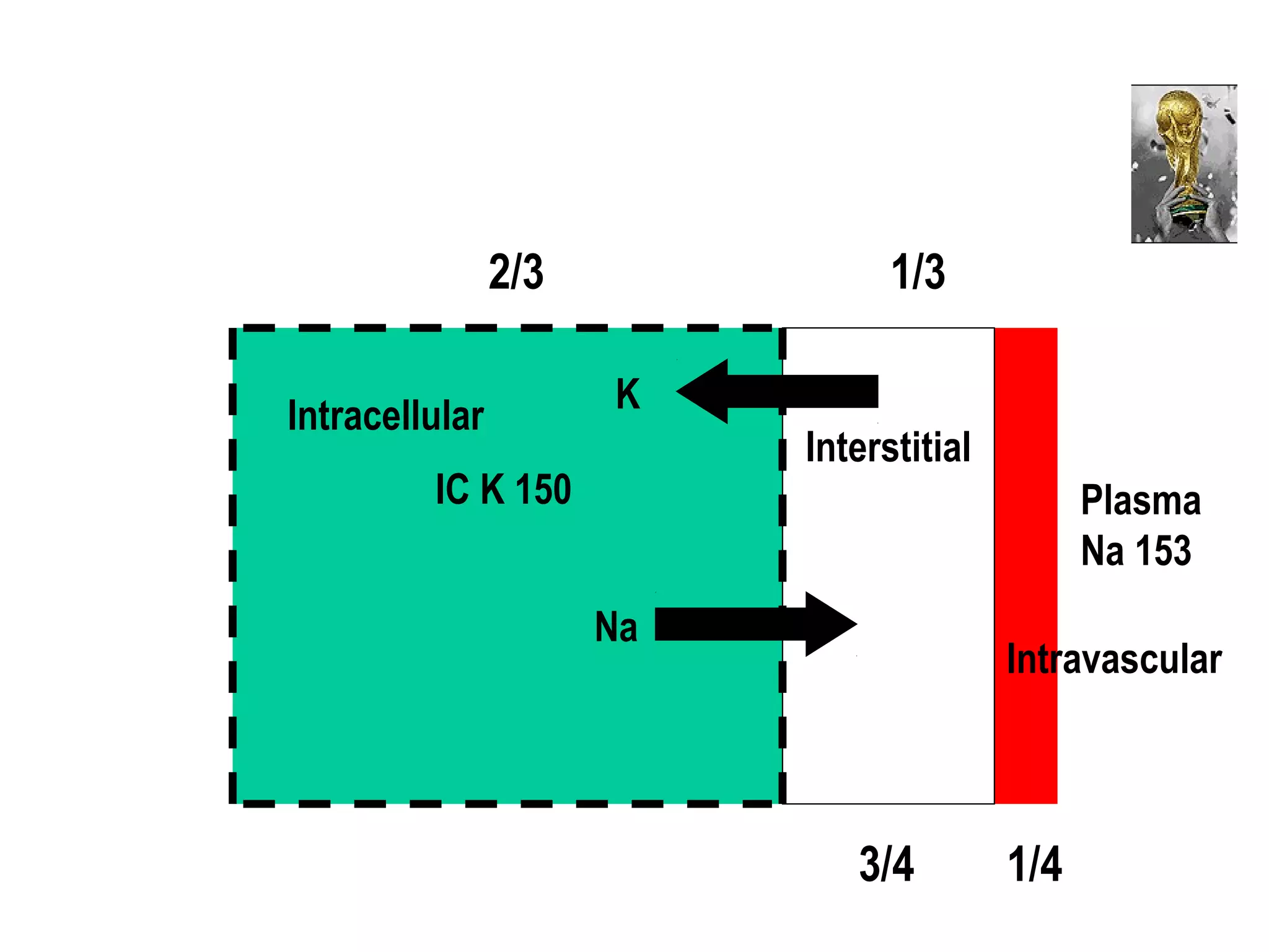 Intracellular
Interstitial
Intravascular
2/3 1/3
3/4 1/4
Na
K
Plasma
Na 153
IC K 150
 