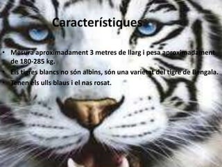 Característiques
• Mesura aproximadament 3 metres de llarg i pesa aproximadament
de 180-285 kg.
• Els tigres blancs no són albins, són una varietat del tigre de Bengala.
• Tenen els ulls blaus i el nas rosat.
 