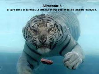 Alimentació
El tigre blanc és carnívor. La carn que menja pot ser des de senglars fins búfals.
 