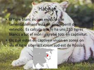 Hàbitat
• El tigre blanc és una espècie que
lamentablement està en seriós perill de
extinció . Es calcula que hi ha uns 210 tigres
blancs a tot el món i gairebé tots en captivitat.
• Els que estan en captiveri viuen en zones on
viu el tigre siberià(Extrem sud-est de Rússia).
 