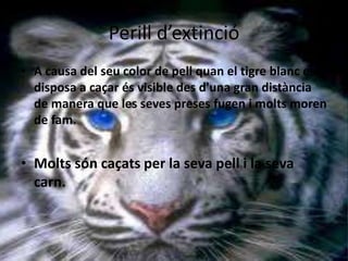 Perill d’extinció
• A causa del seu color de pell quan el tigre blanc es
disposa a caçar és visible des d'una gran distància
de manera que les seves preses fugen i molts moren
de fam.
• Molts són caçats per la seva pell i la seva
carn.
 