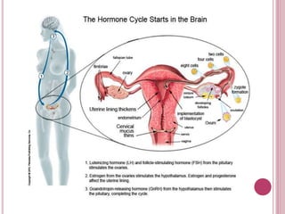 Understanding Your Mind, Mood and Hormone Cycle