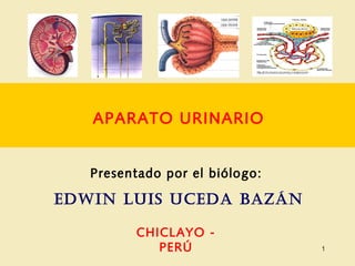 APARATO URINARIO
Presentado por el biólogo:
EDWIN LUIS UCEDA BAZÁN
CHICLAYO -
PERÚ 1
 
