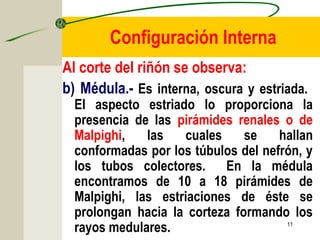 11
Configuración Interna
Al corte del riñón se observa:
b) Médula.- Es interna, oscura y estriada.
El aspecto estriado lo proporciona la
presencia de las pirámides renales o de
Malpighi, las cuales se hallan
conformadas por los túbulos del nefrón, y
los tubos colectores. En la médula
encontramos de 10 a 18 pirámides de
Malpighi, las estriaciones de éste se
prolongan hacia la corteza formando los
rayos medulares.
 