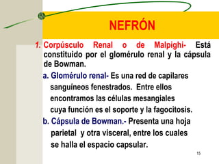 15
NEFRÓN
1. Corpúsculo Renal o de Malpighi- Está
constituido por el glomérulo renal y la cápsula
de Bowman.
a. Glomérulo renal- Es una red de capilares
sanguíneos fenestrados. Entre ellos
encontramos las células mesangiales
cuya función es el soporte y la fagocitosis.
b. Cápsula de Bowman.- Presenta una hoja
parietal y otra visceral, entre los cuales
se halla el espacio capsular.
 