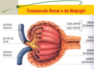 16
Corpúsculo Renal o de Malpighi
 