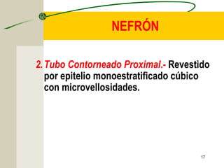 17
NEFRÓN
2.Tubo Contorneado Proximal.- Revestido
por epitelio monoestratificado cúbico
con microvellosidades.
 