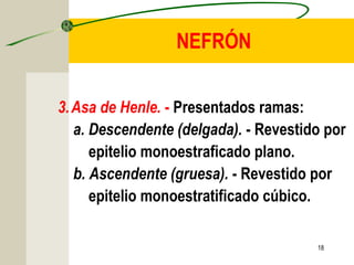 18
NEFRÓN
3.Asa de Henle. - Presentados ramas:
a. Descendente (delgada). - Revestido por
epitelio monoestraficado plano.
b. Ascendente (gruesa). - Revestido por
epitelio monoestratificado cúbico.
 
