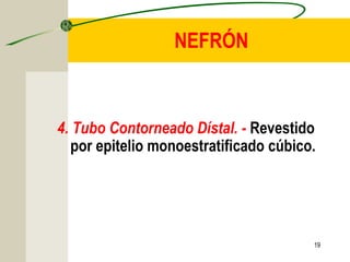 19
NEFRÓN
4. Tubo Contorneado Dístal. - Revestido
por epitelio monoestratificado cúbico.
 