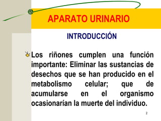 2
APARATO URINARIO
Los riñones cumplen una función
importante: Eliminar las sustancias de
desechos que se han producido en el
metabolismo celular; que de
acumularse en el organismo
ocasionarían la muerte del individuo.
INTRODUCCIÓN
 
