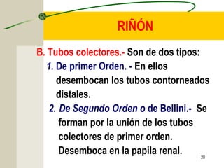 20
RIÑÓN
B. Tubos colectores.- Son de dos tipos:
1. De primer Orden. - En ellos
desembocan los tubos contorneados
distales.
2. De Segundo Orden o de Bellini.- Se
forman por la unión de los tubos
colectores de primer orden.
Desemboca en la papila renal.
 