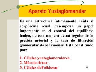 22
Es una estructura íntimamente unida al
corpúsculo renal, desempeña un papel
importante en el control del equilibrio
iónico, de esta manera actúa regulando la
presión arterial y la tasa de filtración
glomerular de los riñones. Está constituido
por:
1. Células yuxtaglomerulares:
2. Mácula densa:
3. Células dePolkissen:
Aparato Yuxtaglomerular
 