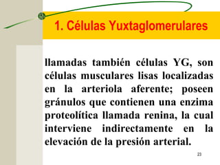 23
llamadas también células YG, son
células musculares lisas localizadas
en la arteriola aferente; poseen
gránulos que contienen una enzima
proteolítica llamada renina, la cual
interviene indirectamente en la
elevación de la presión arterial.
1. Células Yuxtaglomerulares
 