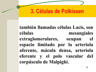 25
también llamadas células Lacis, son
células mesangiales
extraglomerulares, ocupan el
espacio limitado por la arteriola
aferente, mácula densa, arteriola
eferente y el polo vascular del
corpúsculo de Malpighi.
3. Células de Polkissen
 