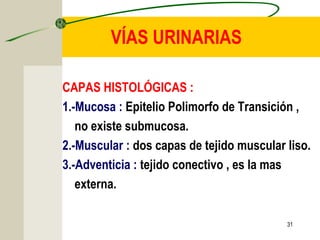 31
VÍAS URINARIAS
CAPAS HISTOLÓGICAS :
1.-Mucosa : Epitelio Polimorfo de Transición ,
no existe submucosa.
2.-Muscular : dos capas de tejido muscular liso.
3.-Adventicia : tejido conectivo , es la mas
externa.
 
