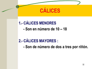 32
CÁLICES
1.- CÁLICES MENORES
- Son en número de 10 – 18
2.- CÁLICES MAYORES :
- Son de número de dos a tres por riñón.
 