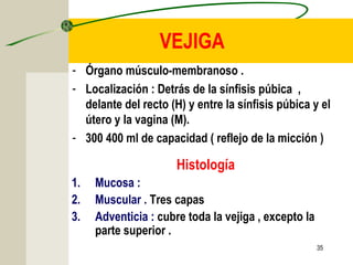35
VEJIGA
- Órgano músculo-membranoso .
- Localización : Detrás de la sínfisis púbica ,
delante del recto (H) y entre la sínfisis púbica y el
útero y la vagina (M).
- 300 400 ml de capacidad ( reflejo de la micción )
Histología
1. Mucosa :
2. Muscular . Tres capas
3. Adventicia : cubre toda la vejiga , excepto la
parte superior .
 
