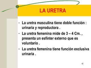 42
LA URETRA
- La uretra masculina tiene doble función :
urinaria y reproductora .
- La uretra femenina mide de 3 – 4 Cm. ,
presenta un esfínter externo que es
voluntario .
- La uretra femenina tiene función exclusiva
urinaria .
 