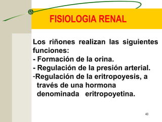43
FISIOLOGIA RENAL
Los riñones realizan las siguientes
funciones:
- Formación de la orina.
- Regulación de la presión arterial.
-Regulación de la eritropoyesis, a
través de una hormona
denominada eritropoyetina.
 