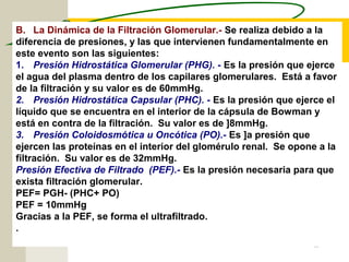 47
B. La Dinámica de la Filtración Glomerular.- Se realiza debido a la
diferencia de presiones, y las que intervienen fundamentalmente en
este evento son las siguientes:
1. Presión Hidrostática Glomerular (PHG). - Es la presión que ejerce
el agua del plasma dentro de los capilares glomerulares. Está a favor
de la filtración y su valor es de 60mmHg.
2. Presión Hidrostática Capsular (PHC). - Es la presión que ejerce el
líquido que se encuentra en el interior de la cápsula de Bowman y
está en contra de la filtración. Su valor es de ]8mmHg.
3. Presión Coloidosmótica u Oncótica (PO).- Es ]a presión que
ejercen las proteínas en el interior del glomérulo renal. Se opone a la
filtración. Su valor es de 32mmHg.
Presión Efectiva de Filtrado (PEF).- Es la presión necesaria para que
exista filtración glomerular.
PEF= PGH- (PHC+ PO)
PEF = 10mmHg
Gracias a la PEF, se forma el ultrafiltrado.
.
 