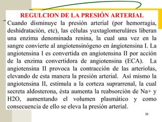 54
REGULCION DE LA PRESIÓN ARTERIAL
Cuando disminuye la presión arterial (por hemorragia,
deshidratación, etc), las células yuxtaglomeruláres liberan
una enzima denominada renina, la cual una vez en la
sangre convierte al angiotensinógeno en ángiotensina I. La
angiotensina I es convertida en angiotensina II por acción
de la enzima convertidora de angiotensina (ECA). La
angiotensina II provoca la contracción de las arteriolas,
elevando de esta manera la presión arterial. Así mismo la
angiotensina II, estimula a la corteza suprarrenal, la cual
secreta aldosterona, ésta aumenta la reabsorción de Na+ y
H2O, aumentando el volumen plasmático y como
consecuencia de ello se eleva la presión arterial.
 
