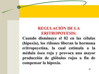 55
REGULACIÓN DE LA
ERITROPOYESIS:
Cuando disminuye el 02 en las células
(hipoxia), los riñones liberan la hormona
eritropoyetina, la cual estimula a la
médula ósea roja y provoca una mayor
producción de glóbulos rojos a fin de
compensar la hipoxia.
 