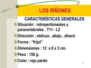 7
LOS RIÑONES
Situación : retroperitoneales y
paravertebrales . T11 - L2
Dirección : oblicuo , abajo , afuera
Forma : “frijol”
Dimensiones : 12 x 6 x 3 cm.
Peso : 150 g.
Color : rojo pardo
CARACTERÍSTICAS GENERALES
 