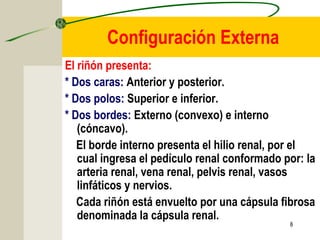8
Configuración Externa
El riñón presenta:
* Dos caras: Anterior y posterior.
* Dos polos: Superior e inferior.
* Dos bordes: Externo (convexo) e interno
(cóncavo).
El borde interno presenta el hilio renal, por el
cual ingresa el pedículo renal conformado por: la
arteria renal, vena renal, pelvis renal, vasos
linfáticos y nervios.
Cada riñón está envuelto por una cápsula fibrosa
denominada la cápsula renal.
 