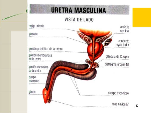 aparato urinario