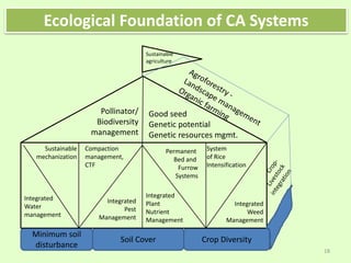 Minimum soil
disturbance
Soil Cover Crop Diversity
Integrated
Pest
Management
Integrated
Plant
Nutrient
Management
Integrated
Weed
Management
Integrated
Water
management
Sustainable
mechanization
Compaction
management,
CTF
Permanent
Bed and
Furrow
Systems
System
of Rice
Intensification
Good seed
Genetic potential
Genetic resources mgmt.
Pollinator/
Biodiversity
management
Sustainable
agriculture
18
Ecological Foundation of CA Systems
 
