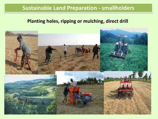 Sustainable Land Preparation - smallholders
Planting holes, ripping or mulching, direct drill
23
 