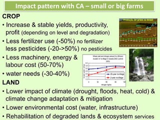 Conservation Agriculture
CROP
• Increase & stable yields, productivity,
profit (depending on level and degradation)
• Less fertilizer use (-50%) no fertilizer
less pesticides (-20->50%) no pesticides
• Less machinery, energy &
labour cost (50-70%)
• water needs (-30-40%)
LAND
• Lower impact of climate (drought, floods, heat, cold) &
climate change adaptation & mitigation
• Lower environmental cost (water, infrastructure)
• Rehabilitation of degraded lands & ecosystem services
Wheat yield and nitrogen amount for different
duration of no-tillage in Canada 2002 (Lafond
2003)
1.0
1.5
2.0
2.5
3.0
3.5
4.0
0 30 60 90 120
nitrogen (kg/haGrainyield(t/ha)
20-year no-tillage
2-year no-tillage
Impact pattern with CA – small or big farms
 