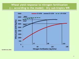 Wheat yield response to nitrogen fertilization
(--- according to the model) – Dry sub-tropics WR
Carvalho et al., 2012
29
 