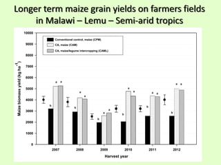Longer term maize grain yields on farmers fields
in Malawi – Lemu – Semi-arid tropics
Harvest year
2007 2008 2009 2010 2011 2012
Maizebiomassyield(kgha
-1
)
0
1000
2000
3000
4000
5000
6000
7000
8000
9000
10000
Conventional control, maize (CPM)
CA, maize (CAM)
CA, maize/legume intercropping (CAML)
a
a
a a
b
b
aa
b
b
a
a
b
a
a
b
a a
 